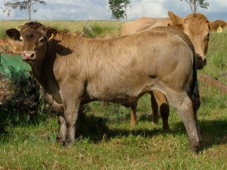 2nd-cross-Bz-calf-531