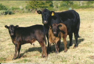 Angus-Cow-1st-cross-calves