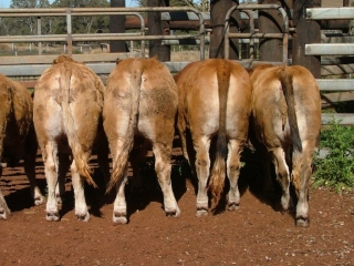 Bazadais-Cross-Steers1