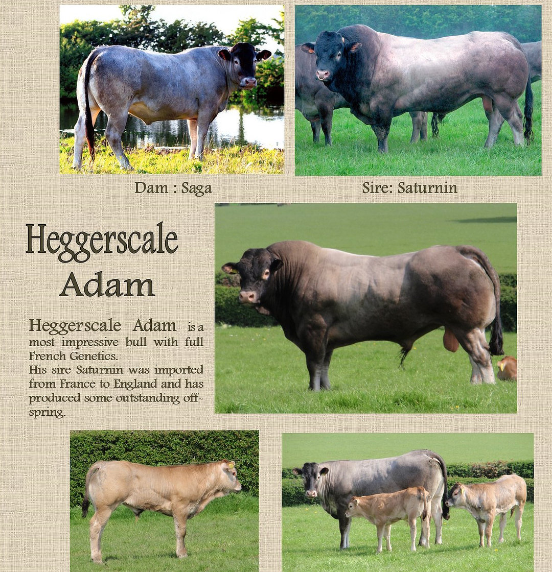 Bazadais_Australia_Heggerscale_Adam Bazadais_Australia_Heggerscale_Adam